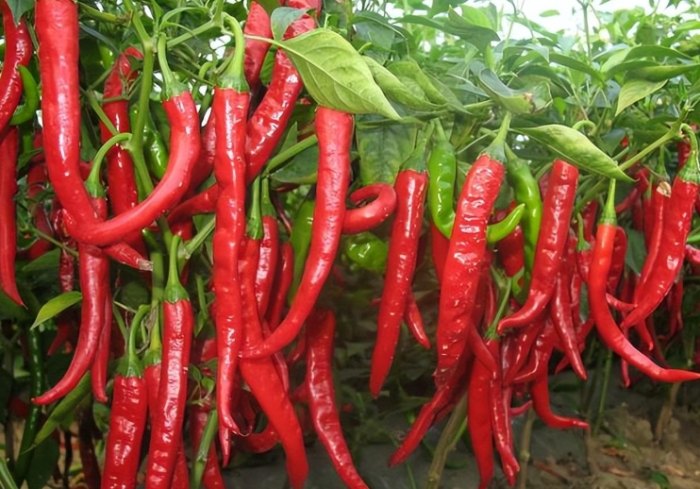 辣椒种植肥料
