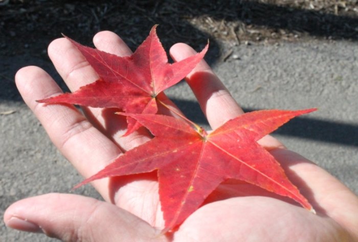 五片葉子植物辨識 五片葉子植物辨識
