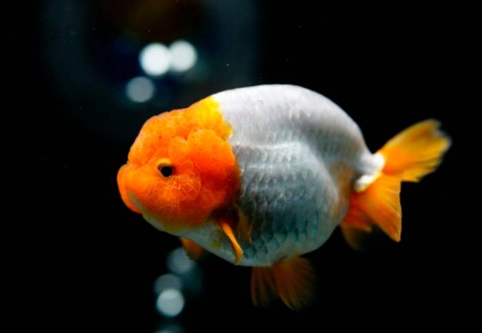 小型金魚飼養 小型金魚飼養