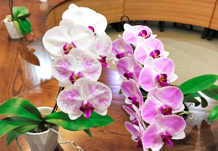 蝴蝶蘭栽培介質