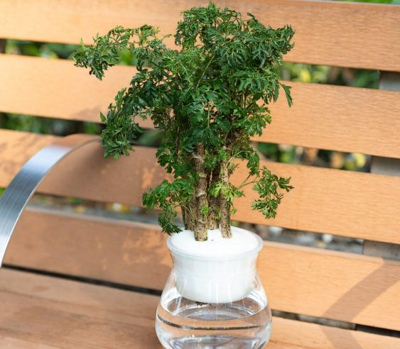 森樹水種 森樹水種