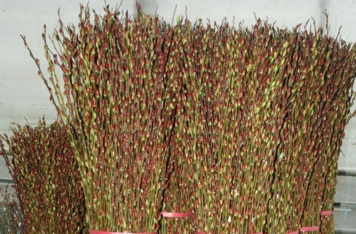 銀柳需要放水嗎