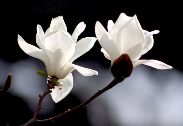玉蘭花怎麼接枝
