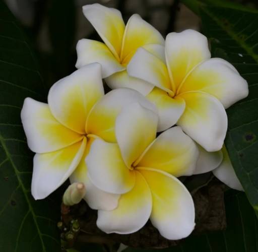 雞蛋花長高方法 雞蛋花長高方法