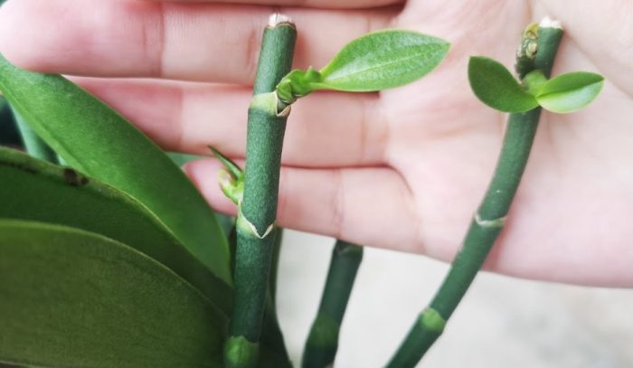 如何接枝蘭花 如何接枝蘭花