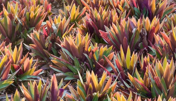 小蚌蘭種植 小蚌蘭種植