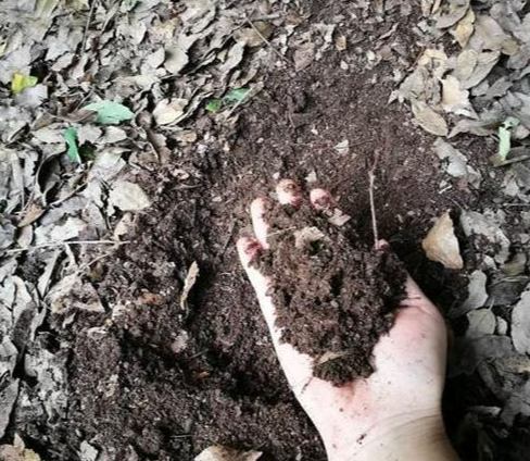 植物土壤發霉 植物土壤發霉