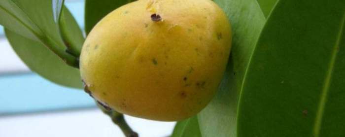 福木果實怎麼吃