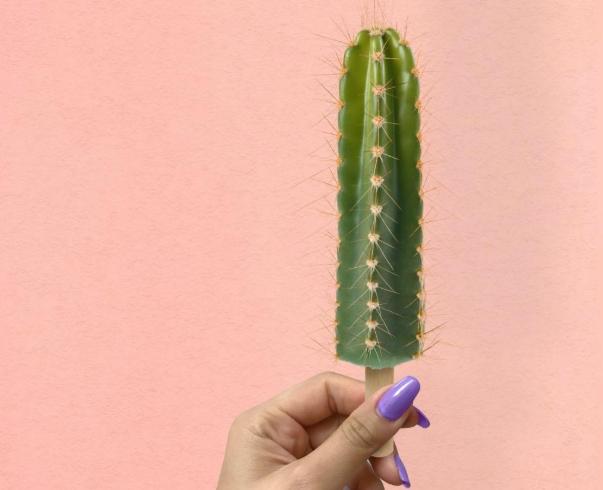 仙人掌護理 仙人掌護理