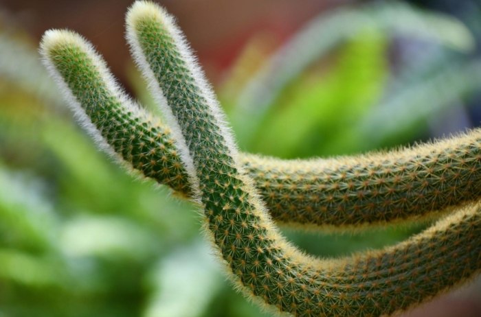 仙人掌悶養方法