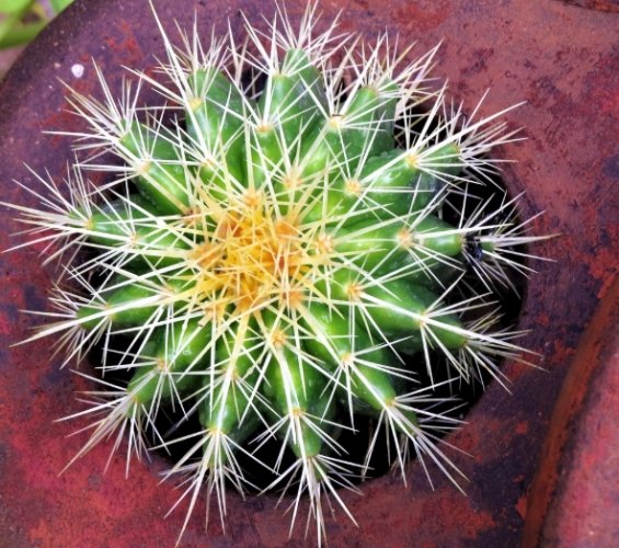 仙人掌底部變黃 仙人掌底部變黃