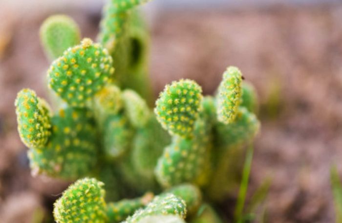 仙人掌根系 仙人掌根系