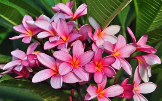 天然防蚊方法 天然防蚊方法