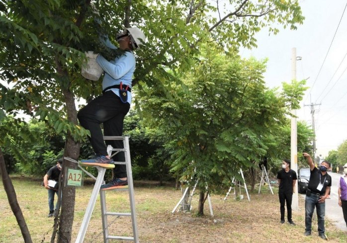 樹木修剪技巧 樹木修剪技巧