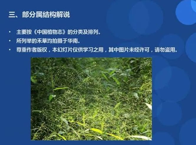 莎草科禾本科區別