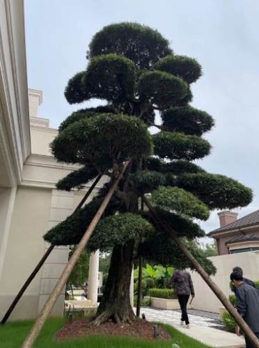 罗汉松修剪技巧