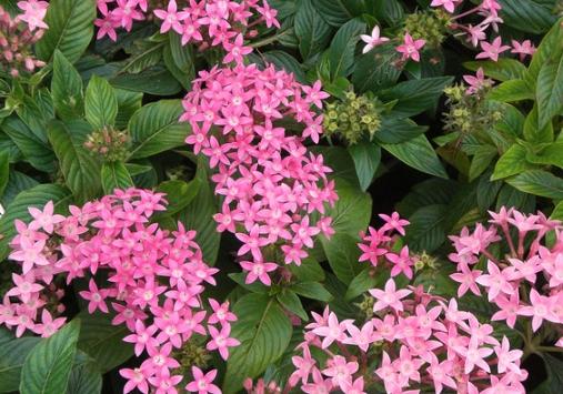 五瓣花象徵 五瓣花象徵