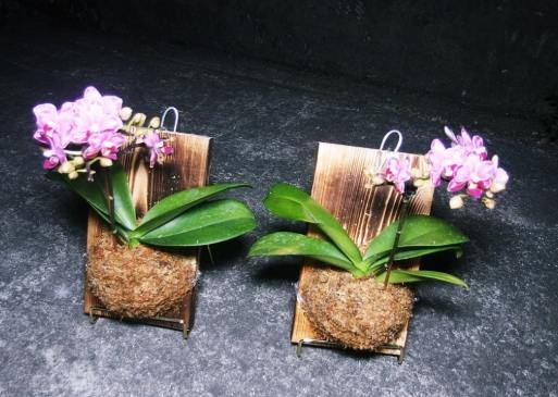 板植養護 板植養護