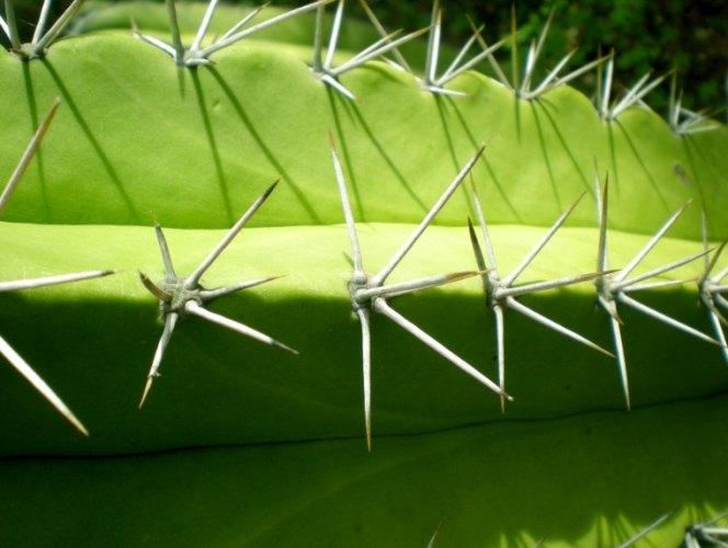 仙人掌根腐病 仙人掌根腐病