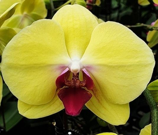 蘭花肥料使用方法