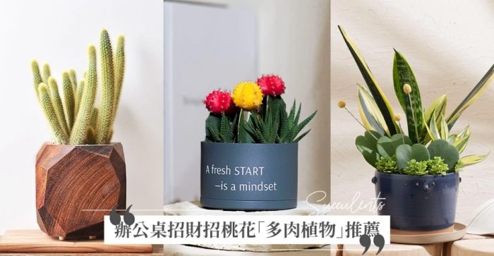 辦公室適合放什麼花 辦公室適合放什麼花