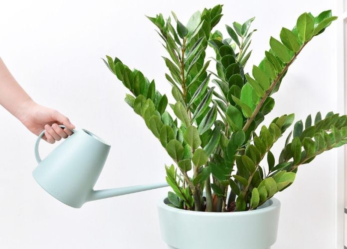 金錢樹要施肥嗎 金錢樹要施肥嗎