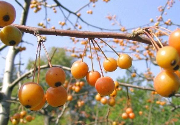 海棠果怎麼吃 海棠果怎麼吃