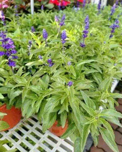 全日照香草植物 全日照香草植物