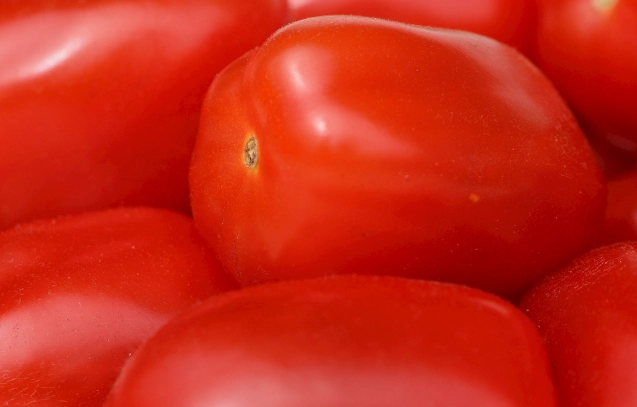 番茄低溫 番茄低溫