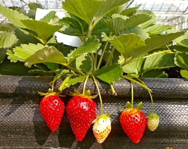 戀香草莓 品種特性 戀香草莓 品種特性