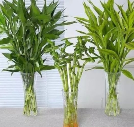 富贵竹养护方法 富贵竹养护方法