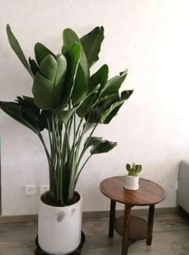 天堂鳥葉子枯黃處理 天堂鳥葉子枯黃處理