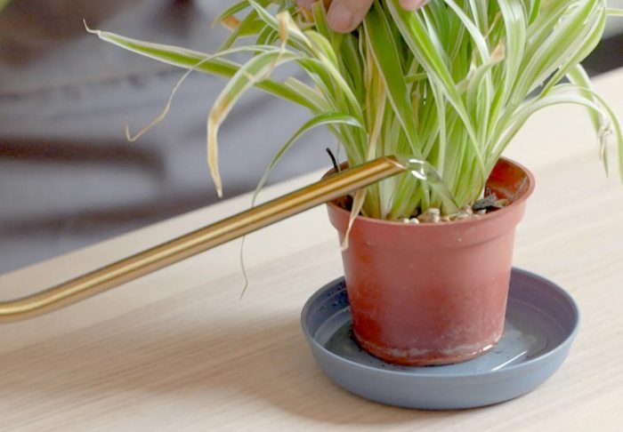 大型植物浇水技巧 大型植物浇水技巧