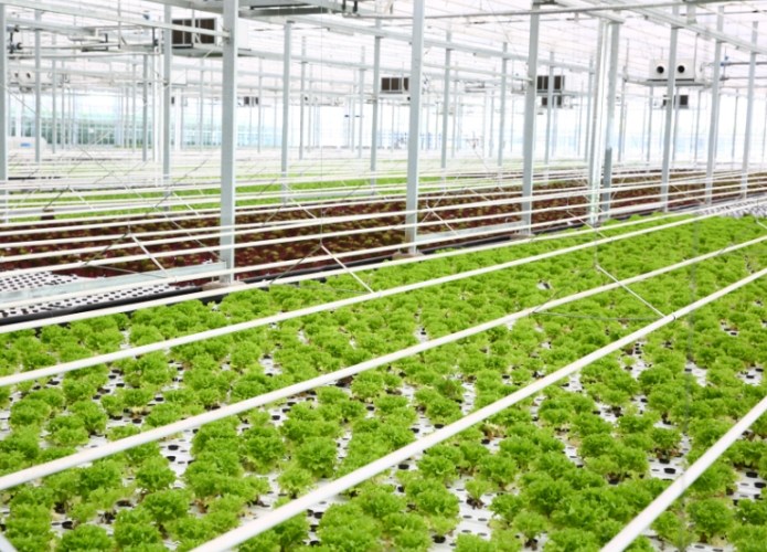 植物營養液做法