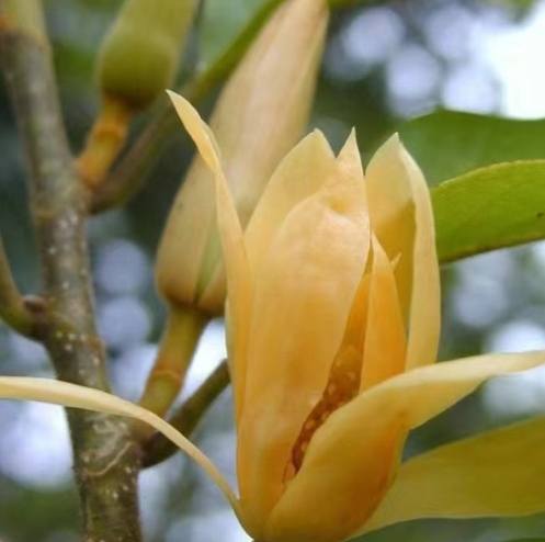 玉蘭花種子種植