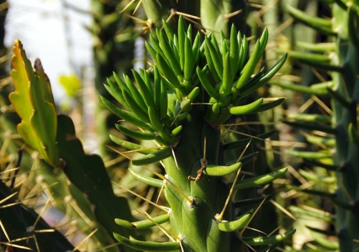 仙人掌變紫色原因 仙人掌變紫色原因