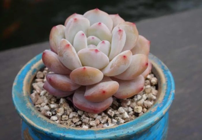 多肉植物耐寒 多肉植物耐寒