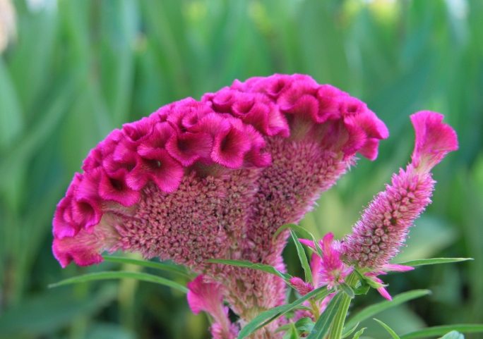 雞冠花 枯萎 雞冠花 枯萎