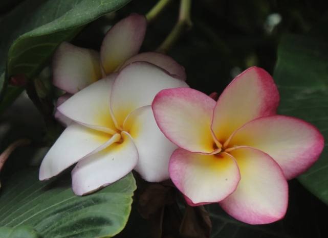 雞蛋花修剪技巧 雞蛋花修剪技巧