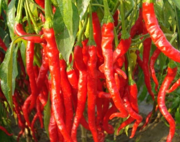 有機辣椒肥料