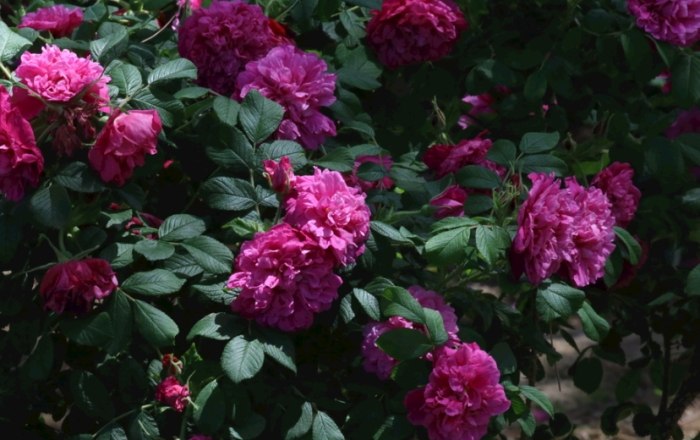 玫瑰葉片捲曲 玫瑰葉片捲曲