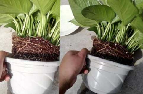 植物換盆時機 植物換盆時機