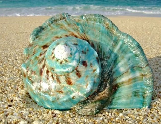 夜光貝選購指南