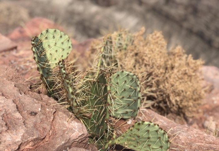 仙人掌縮水原因 仙人掌縮水原因