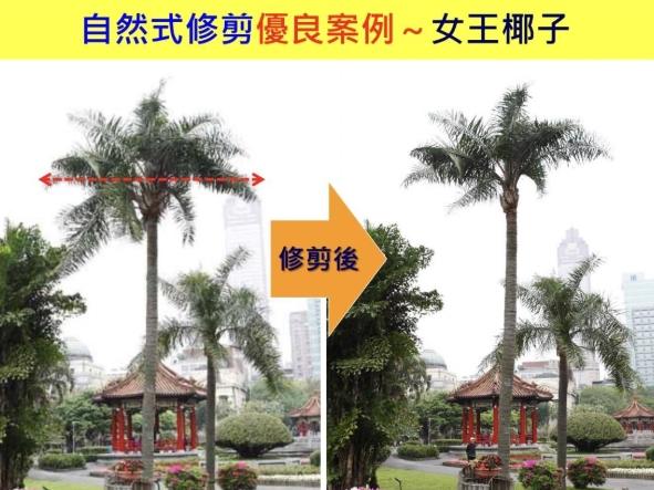 椰子樹修剪方法 椰子樹修剪方法