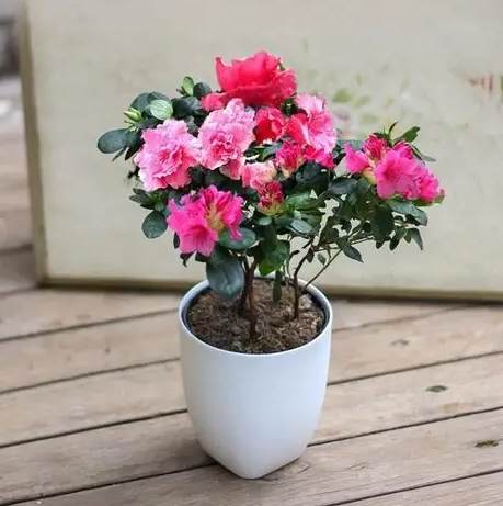 室內盆栽照顧 室內盆栽照顧