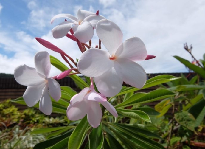 雞蛋花葉子掉落 雞蛋花葉子掉落
