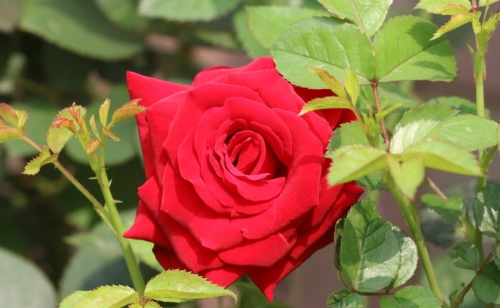 玫瑰花養護問題 玫瑰花養護問題