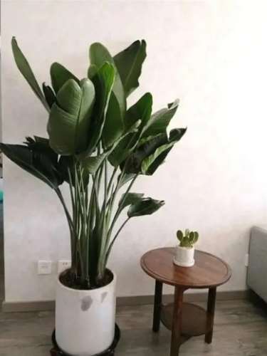 天堂鳥救活 天堂鳥救活