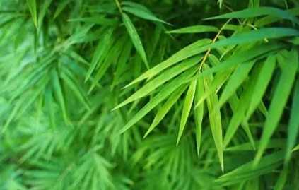 竹子是草還是樹 竹子是草還是樹